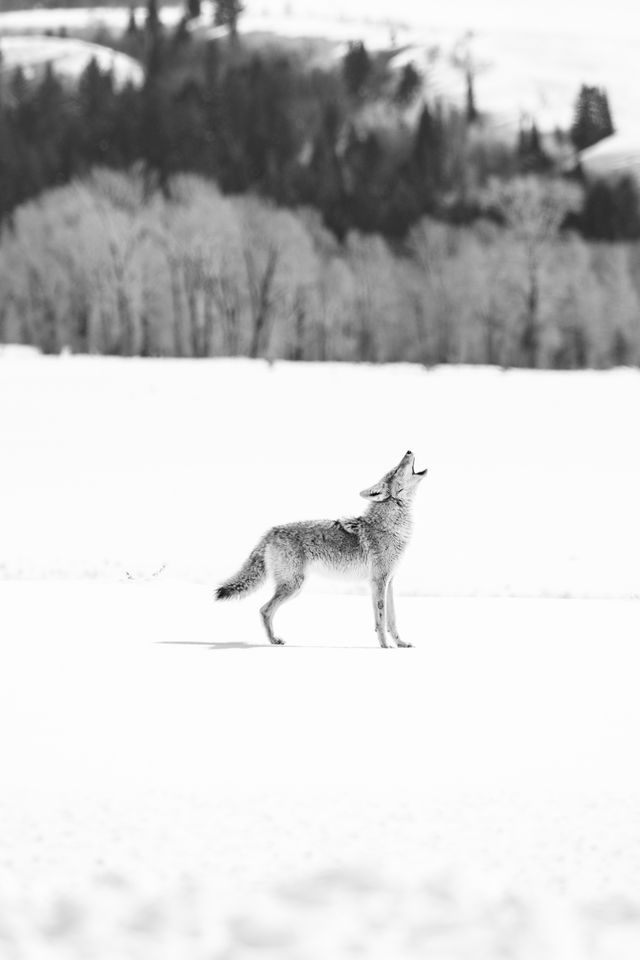 A coyote howling in the snow on Antelope Flats, Grand Teton National Park.