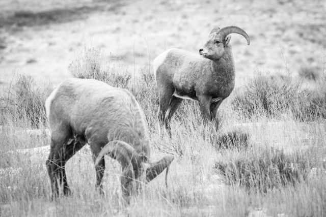 Two young bighorn rams standing on brush. The one in the foreground is heads down and partially out of focus, browsing, and the one in the background is in focus and looking towards the left of the frame.