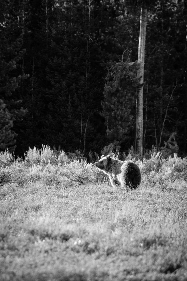 A grizzly bear standing in a field, looking to the left of the frame.