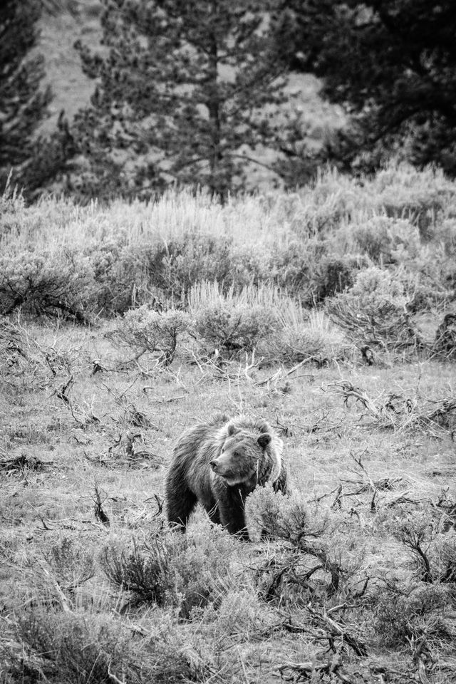 Grizzly 399, standing in a field of sagebrush, looking to her right.