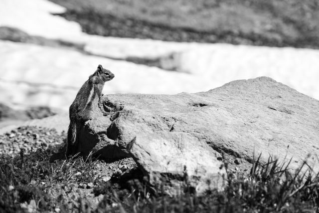 A golden-mantled squirrel sitting on a rock at Panorama Point on Mount Rainier National Park.