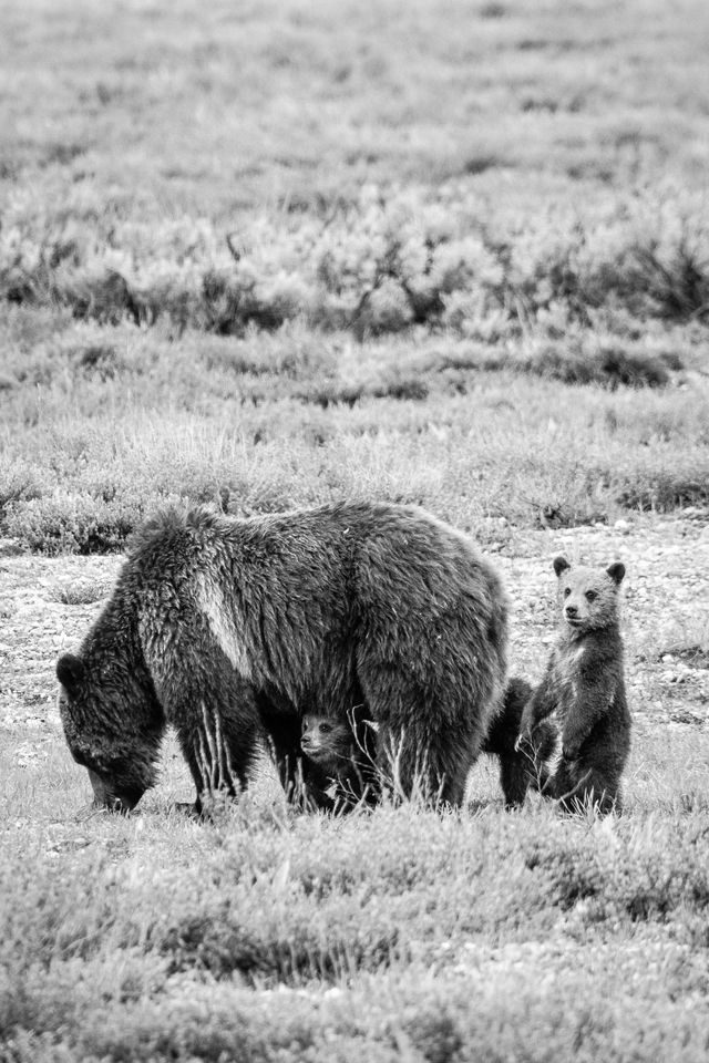 A grizzly sow digging in the ground, with her four cubs next to her. One is visible under her belly, and another is standing on its hind legs behind her.