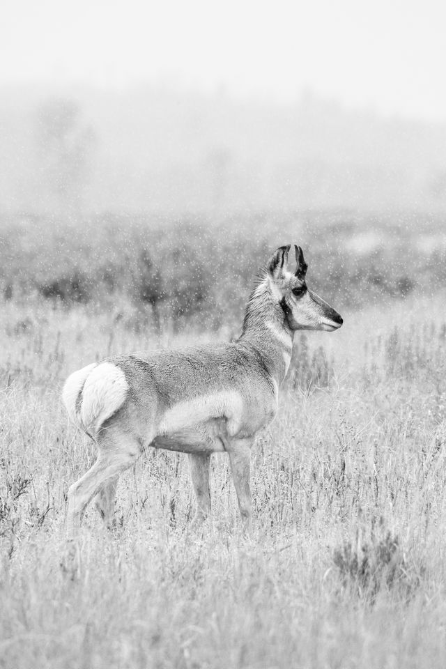 A pronghorn walking on a grassy field while it snows. Its fur is wet.