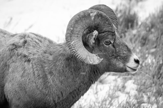 A portrait of a bighorn ram with a blade of grass sticking out of his mouth.