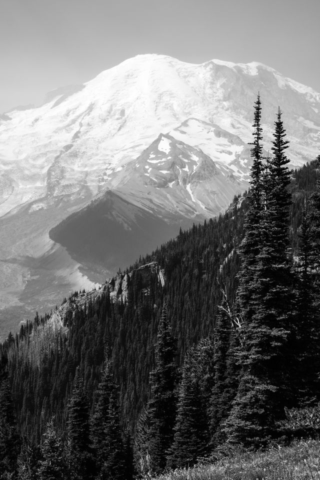 Mount Rainier, seen from the Sunrise Rim Trail, with forests in the foreground.