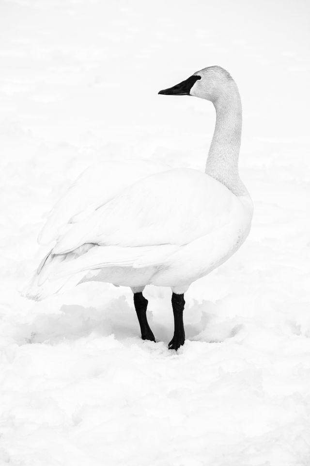 A trumpeter swan on the snow at the National Elk Refuge in Wyoming.