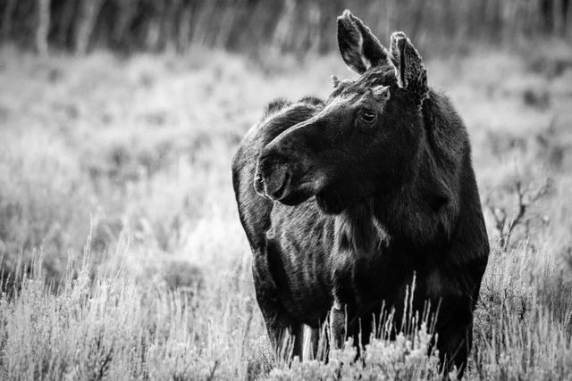 A young bull moose with very little antlers, standing in sagebrush, looking towards the left of the frame. He has four porcupine quills stuck on his nose.